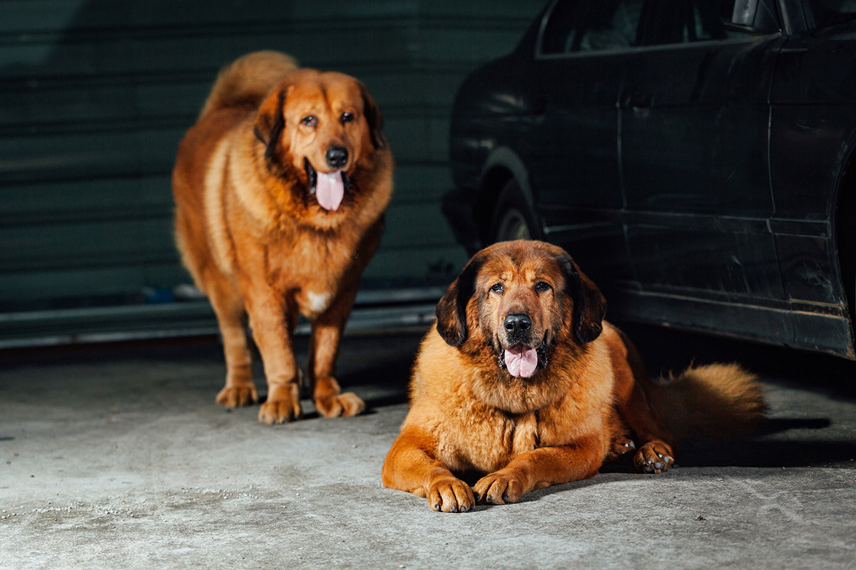 《寵物攝影》獒犬兄妹拍寫真 / 獒犬高加索大白熊犬可參考